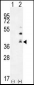 TNFSF15 Antibody (Center)